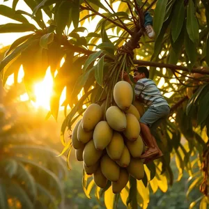 morning harvest of mangoes from tree, uplifting good morning brother images image WhatsApp picture