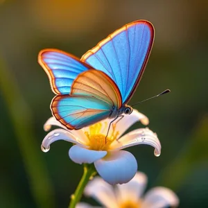 morning blue morpho butterfly on dewdrop flower - good morning butterfly images, warm good morning butterfly images photo art