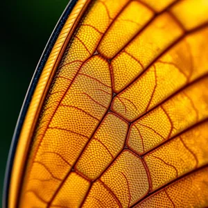 iridescent pattern - good morning butterfly images with macro shot of butterfly wing scales at morning for good morning butterfly images wallpaper