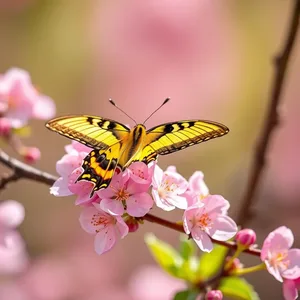pink and yellow - good morning butterfly images with morning yellow swallowtail on cherry blossom — vibrant good morning butterfly images greeting