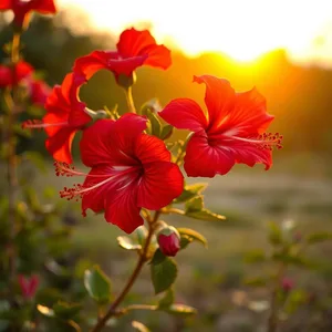 graceful red hibiscus flowers arranged at sunrise — good morning durga images design greeting card