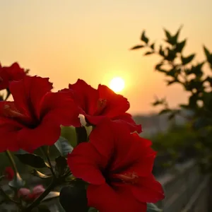 good morning durga images download design featuring soothing Durga's sacred flower - good morning durga images with red hibiscus flowers arranged at sunrise