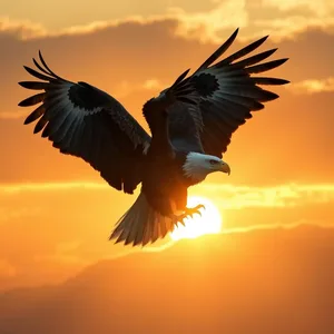graceful fierce eagle soaring at sunrise, golden dramatic sky - good morning durga images — good morning durga images photo art