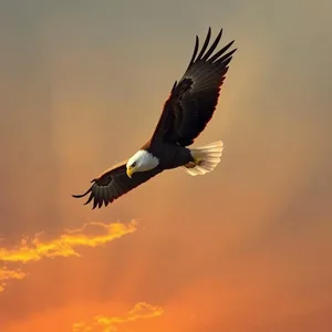 good morning durga images greeting image featuring soothing power symbol with fierce eagle soaring at sunrise (golden dramatic sky - good morning durga images)
