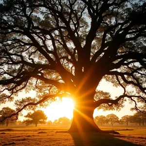 good morning papa ji images with warm golden morning glow - free download, warm good morning father images design greeting card