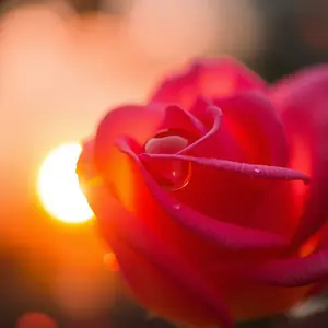 good morning HD images with sharp high resolution morning landscape - 4K quality