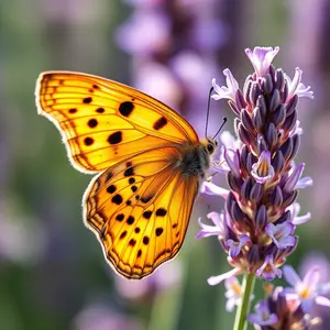 good morning images HD with stunning clarity and vibrant sunrise hues - free share