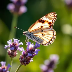 good morning images HD with premium quality morning scenery and soft light - download