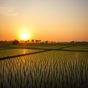 good morning images bengali - beautiful morning image 006 - free HD download