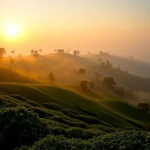 good morning images bengali - beautiful morning image 029 - free HD download