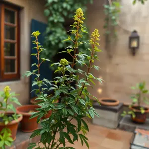 good morning images in hindi - beautiful morning image 038 - free HD download