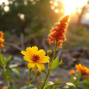 good morning images marathi - beautiful morning image 026 - free HD download