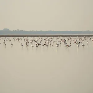 stunning good morning images odia photo art: morning Chilika Lake with birds, golden water - good morning images in odia