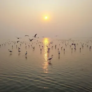 flamingos with morning Chilika Lake with birds (golden water - good morning images in odia) — vibrant good morning images odia greeting
