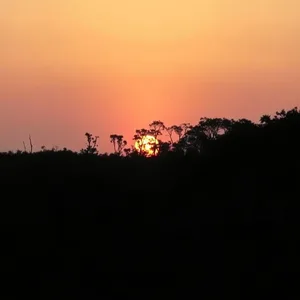 good morning images odia wallpaper graphic featuring elegant Odia wildlife morning - good morning images in odia with sunrise over Bhitarkanika mangrove forest