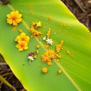good morning images odia greeting image featuring soothing Odia sacred ritual - good morning images in odia with morning turmeric and flowers on banana leaf