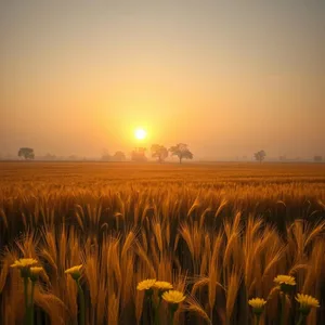 Good Morning Images in Punjabi