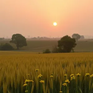 good morning images in punjabi wallpaper graphic featuring elegant Punjab landscape with sunrise over golden wheat fields (mustard flowers - good morning images in punjabi)