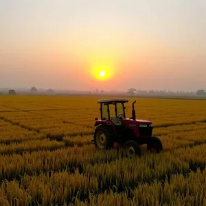 radiant good morning images in punjabi image WhatsApp picture: sunrise over abundant Punjabi farm