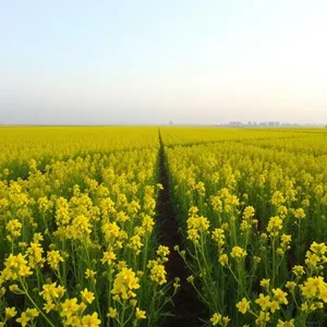 morning mustard flower field (sarson) stretching to horizon - good morning images in punjabi for good morning images in punjabi wallpaper