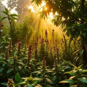 good morning images malayalam - beautiful morning image 025 - free HD download