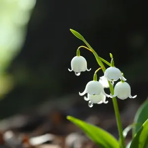 good morning images with flowers and mixed bouquet in soft sunrise light - HD free