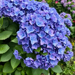 good morning images with flowers - beautiful morning image 011 - free HD download