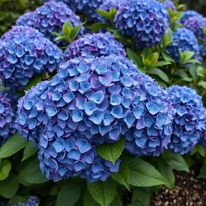 good morning images with flowers - beautiful morning image 012 - free HD download