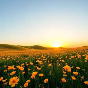 good morning images with flowers - beautiful morning image 013 - free HD download