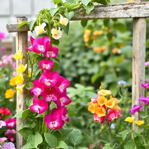 good morning images with flowers - beautiful morning image 018 - free HD download