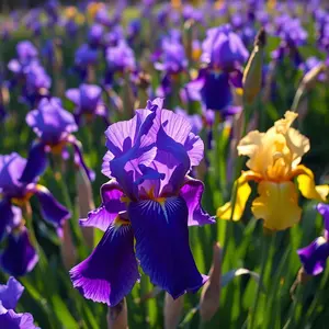 good morning images with flowers - beautiful morning image 021 - free HD download