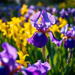 good morning images with flowers - beautiful morning image 022 - free HD download