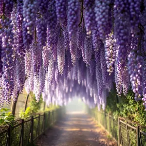 good morning images with flowers - beautiful morning image 029 - free HD download