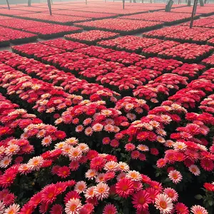 good morning images with flowers - beautiful morning image 035 - free HD download