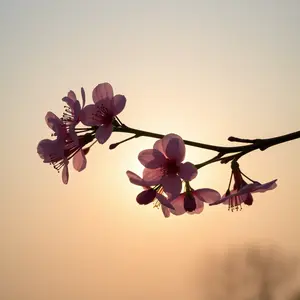 good morning images with flowers - beautiful morning image 037 - free HD download