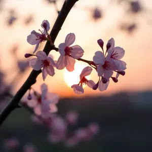 good morning images with flowers - beautiful morning image 038 - free HD download