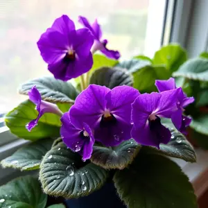 good morning images with flowers - beautiful morning image 047 - free HD download