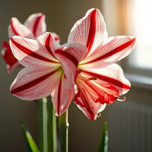 good morning images with flowers - beautiful morning image 049 - free HD download