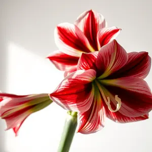 good morning images with flowers - beautiful morning image 050 - free HD download