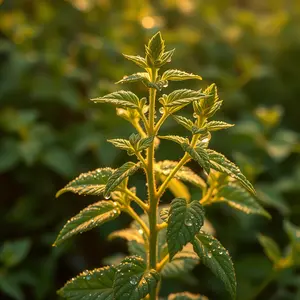 good morning krishna images - beautiful morning image 040 - free HD download