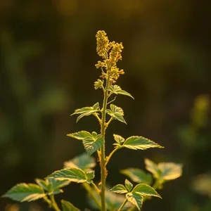 captivating sacred morning tulsi plant with gold thread — good morning lakshmi images image WhatsApp picture