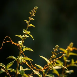 good morning lakshmi images wallpaper graphic featuring elegant divine herb - good morning lakshmi images with sacred morning tulsi plant with gold thread