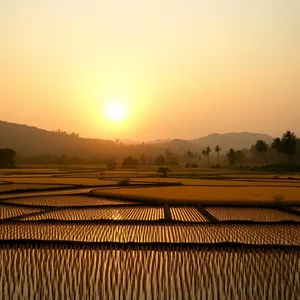captivating golden sunrise over paddy fields, abundance morning - good morning lakshmi images — good morning lakshmi images image WhatsApp picture