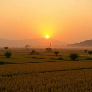 good morning lakshmi images wallpaper graphic featuring elegant divine harvest with golden sunrise over paddy fields (abundance morning - good morning lakshmi images)