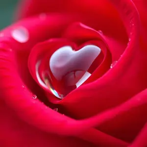 stunning couple morning photo greeting card: heart-shaped morning dewdrop on red rose petal, romantic symbolism