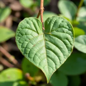stunning heart morning image art: heart-shaped leaf found in morning garden, beautiful detail