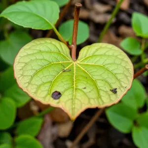 nature's love letter with heart-shaped leaf found in morning garden (beautiful detail) — vibrant romantic HD pic