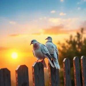 valentine wallpaper photo featuring elegant sunrise backdrop with two morning doves together on fence (peaceful love)