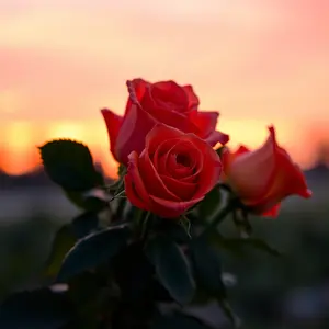 captivating sunset colored roses in pairs, romantic morning bouquet — love wishes WhatsApp picture