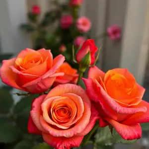 good morning love images - beautiful morning image 050 - free HD download